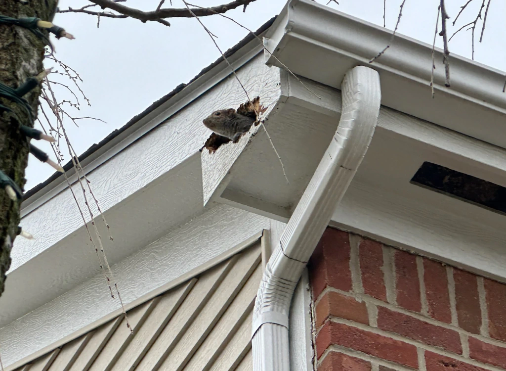 squirrel in a fascia house